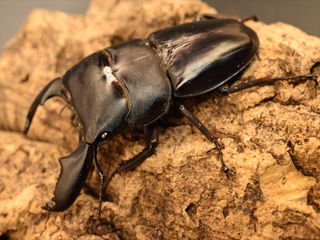 新成虫】スマトラオオヒラタクワガタ78mmペア | 外国産クワガタ 成虫