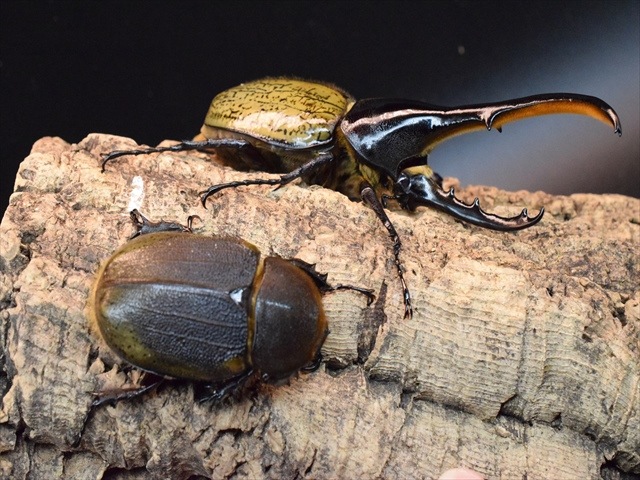 新成虫】DHヘラクレス139mmペア | 外国産カブトムシ 成虫 | 極