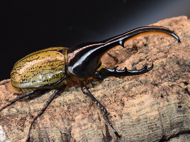 新成虫】DHヘラクレス139mmペア | 外国産カブトムシ 成虫 | 極