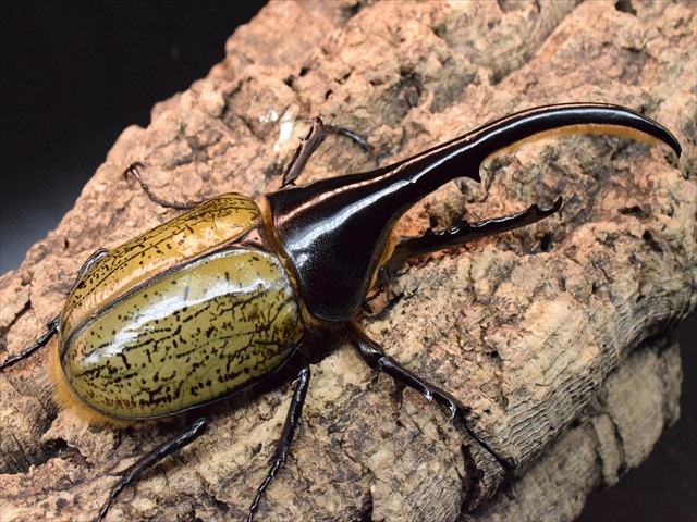 新成虫】DHヘラクレス139mmペア | 外国産カブトムシ 成虫 | 極
