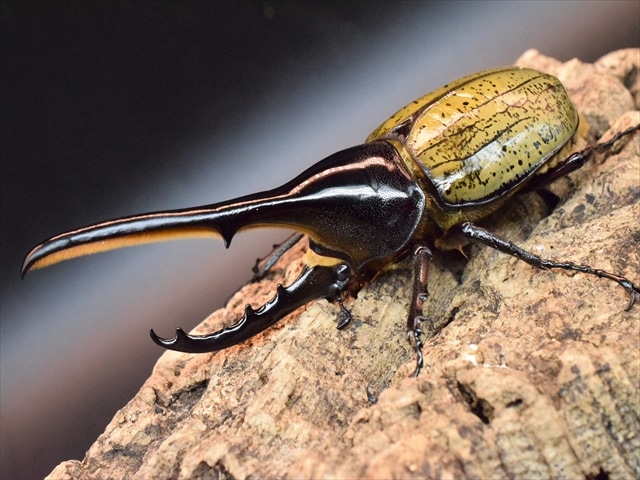 新成虫】DHヘラクレス139mmペア | 外国産カブトムシ 成虫 | 極