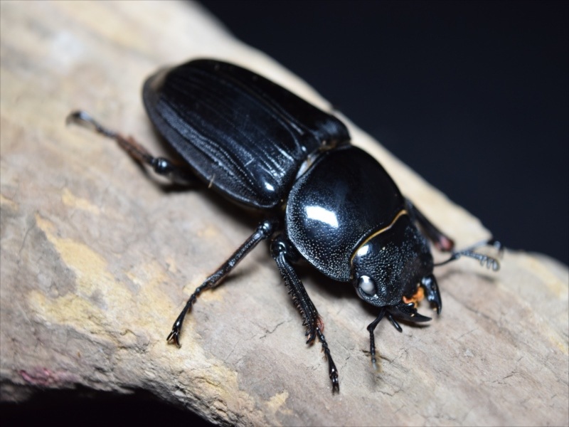 【幼虫単品】グランディスオオクワガタ【ホワイトアイ血統】（初2令）