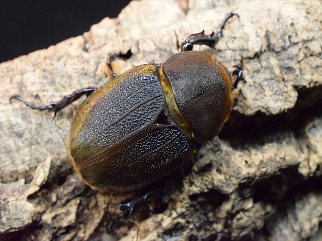 【新成虫】ＤＨヘラクレス117ｍｍペア