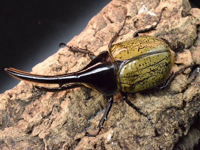 【新成虫】ＤＨヘラクレス117ｍｍペア