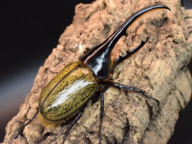 【新成虫】ＤＨヘラクレス117ｍｍペア