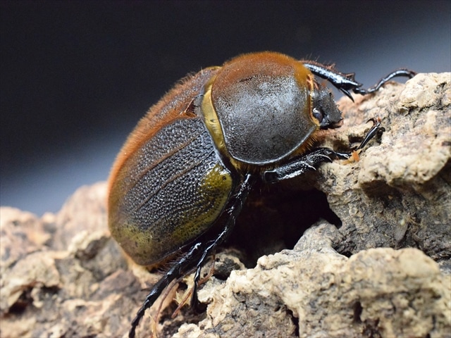 【新成虫】ＤＨヘラクレス117ｍｍペア