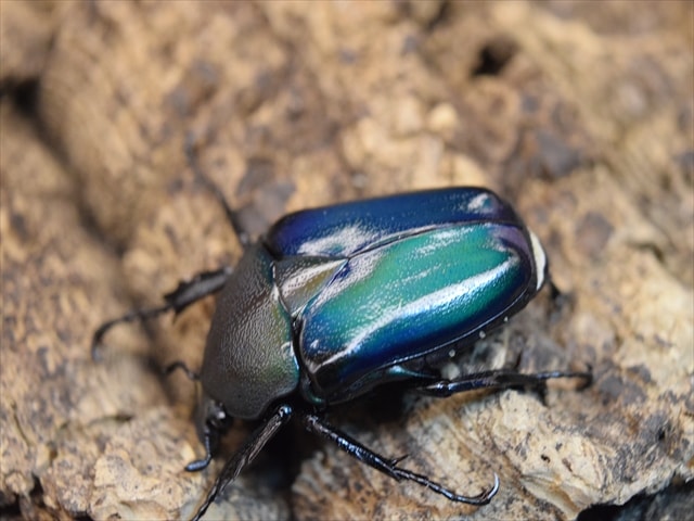 新成虫】シロヘリミドリツノカナブンペア | カナブン、コガネムシ