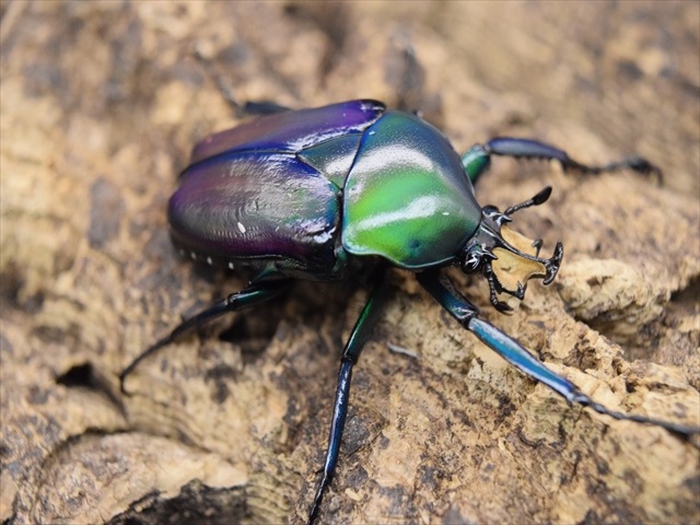 【新成虫】シロヘリミドリツノカナブンペア