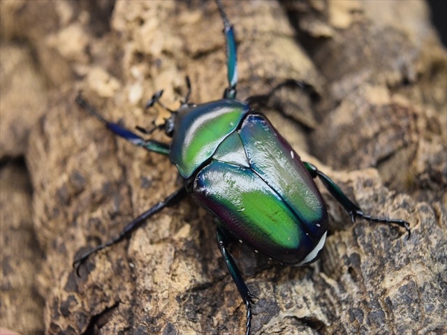 新成虫】シロヘリミドリツノカナブンペア | カナブン、コガネムシ