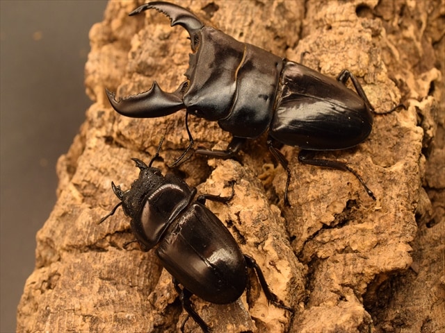 クワガタ大型ペア標本】スマトラ特産種ラマヒラタ野外♂68㍉ ブリード
