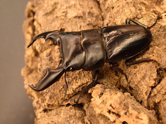 新成虫】スマトラオオヒラタクワガタ80mmペア | 外国産クワガタ 成虫