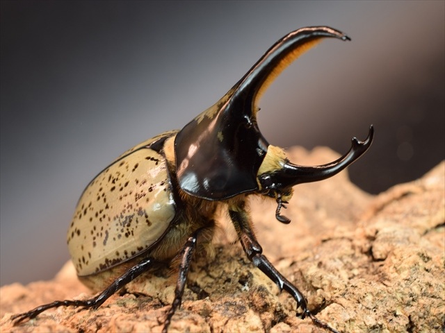 【新成虫】グラントシロカブト72ｍｍペア