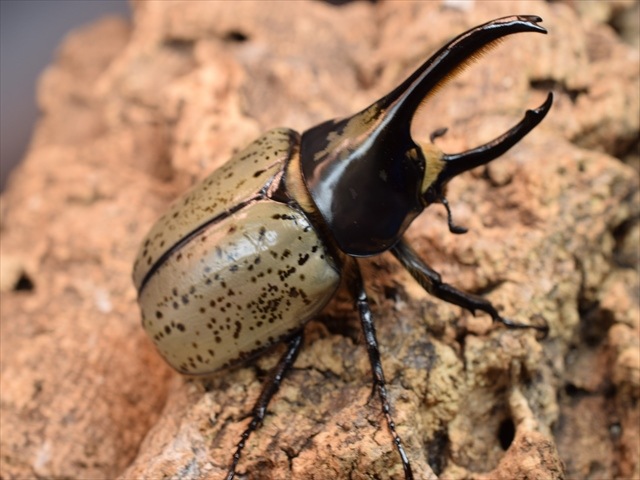 【新成虫】グラントシロカブト72ｍｍペア
