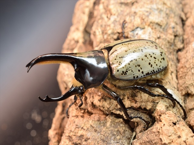 【新成虫】グラントシロカブト72ｍｍペア