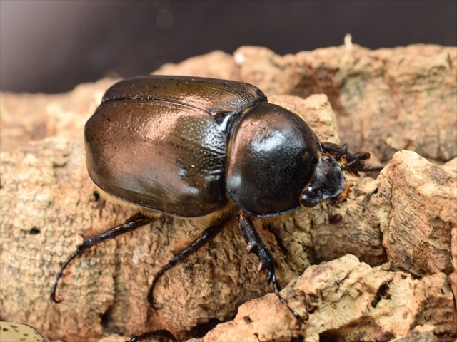 【新成虫】グラントシロカブト72ｍｍペア