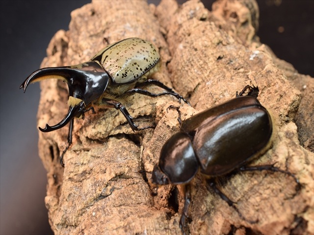 【新成虫】グラントシロカブト72ｍｍペア