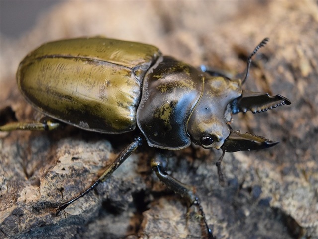 【新成虫】モーレンカンプオウゴンオニクワガタ54ｍｍペア