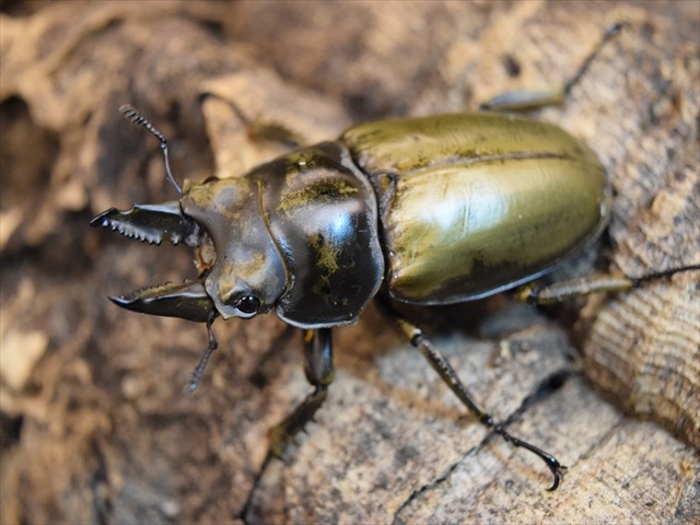 新成虫】モーレンカンプオウゴンオニクワガタ54mmペア | 外