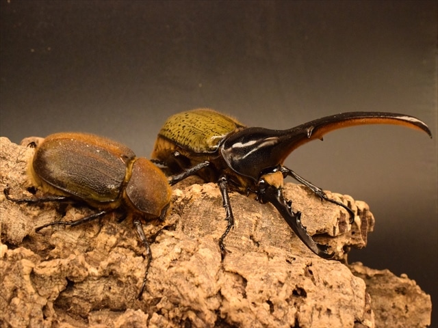 新成虫】ヘラクレス・ヘラクレス160mmペア | 外国産カブトムシ