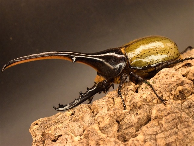 【新成虫】ヘラクレス・ヘラクレス160ｍｍペア