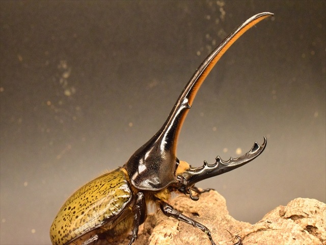 新成虫】ヘラクレス・ヘラクレス160mmペア | 外国産カブトムシ 成虫 | 極
