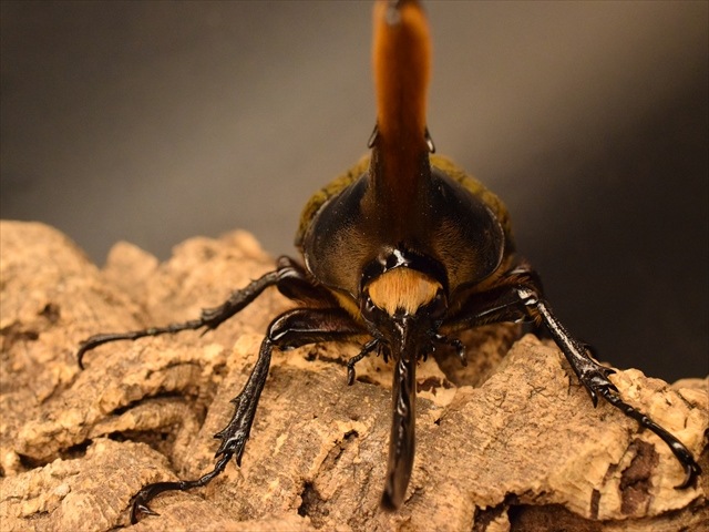 【新成虫】ヘラクレス・ヘラクレス160ｍｍペア