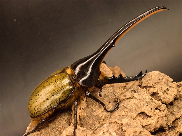 【新成虫】ヘラクレス・ヘラクレス160ｍｍペア