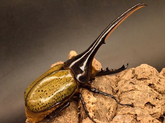 【新成虫】ヘラクレス・ヘラクレス160ｍｍペア