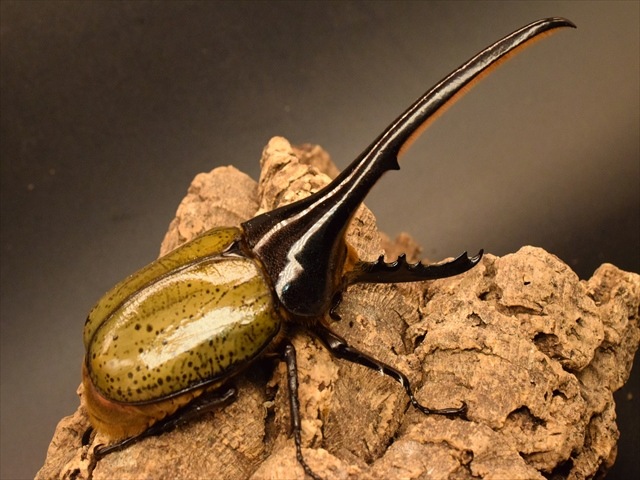 【新成虫】ヘラクレス・ヘラクレス160ｍｍペア