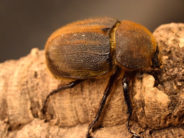 新成虫】ヘラクレス・ヘラクレス160mmペア | 外国産カブトムシ 成虫 | 極