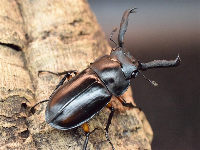 【新成虫】ディディエールシカクワガタ56ｍｍペア