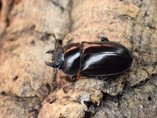 【新成虫】ディディエールシカクワガタ56ｍｍペア
