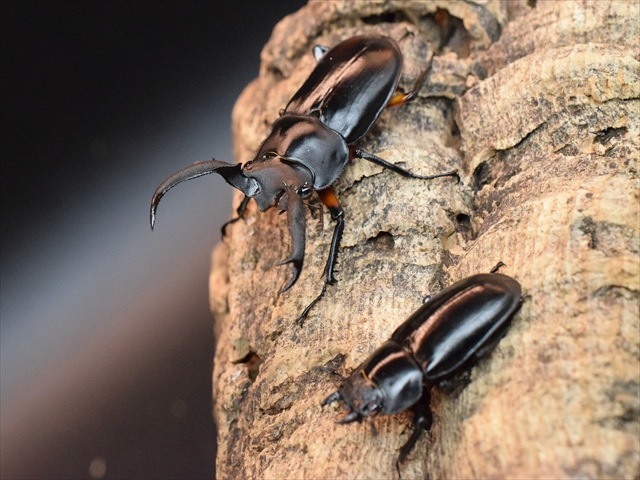 【新成虫】ディディエールシカクワガタ56ｍｍペア
