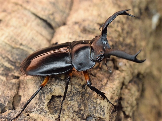 【新成虫】ディディエールシカクワガタ56ｍｍペア