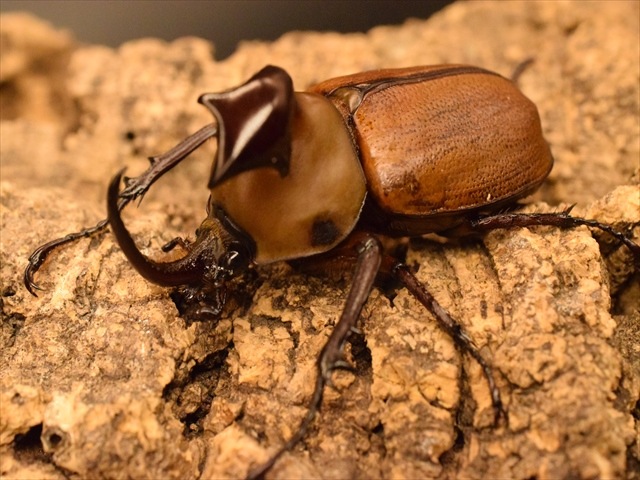 新成虫】ゴロファクラビゲール56mmペア | 外国産カブトムシ 成虫 | 極