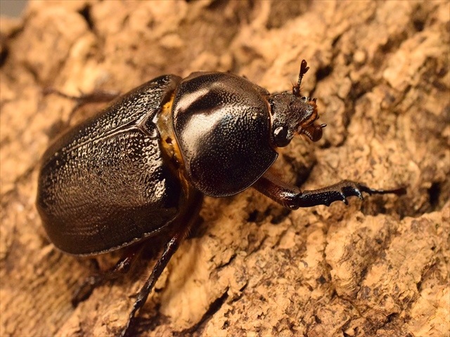 新成虫】ゴロファクラビゲール56mmペア | 外国産カブトムシ 成虫 | 極