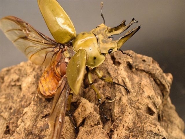 ババオウゴンオニクワガタ 新成虫 期間限定価格 三頭 ♂♂♀トリプル