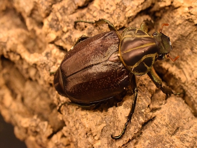 大型新成虫】インカツノコガネ54mmペア | カナブン