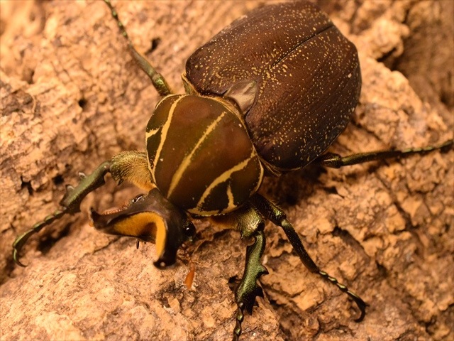 大型新成虫】インカツノコガネ54mmペア | カナブン、コガネムシ