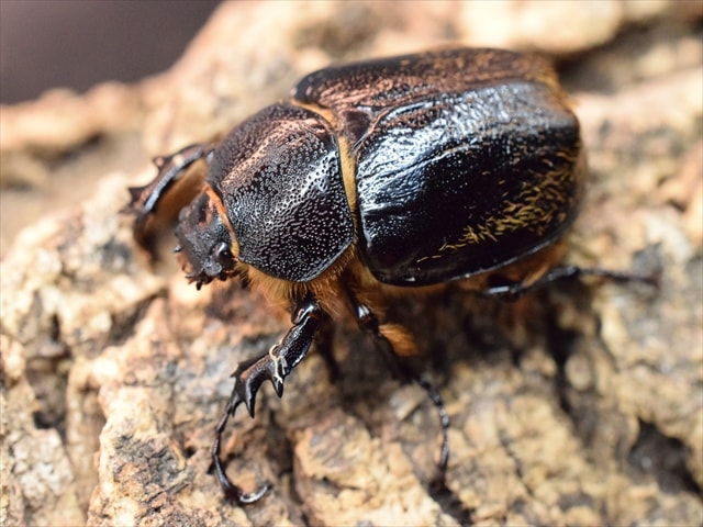 【♀単品】テルシテスヒメゾウカブト