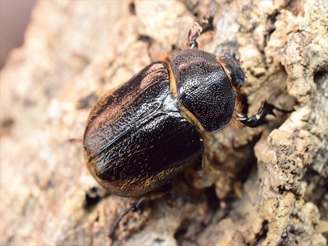 【♀単品】テルシテスヒメゾウカブト