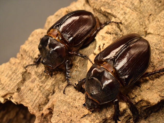 【新成虫】ケンタウルスミツノカブト58mmペア