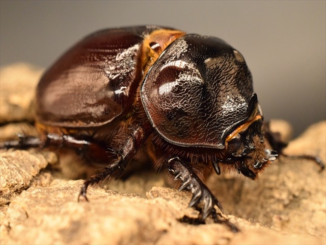 【新成虫】ケンタウルスミツノカブト58mmペア