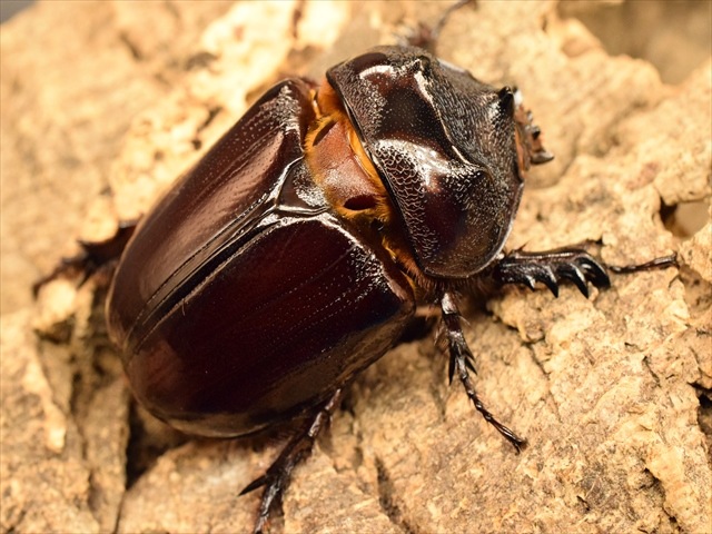 【新成虫】ケンタウルスミツノカブト58mmペア