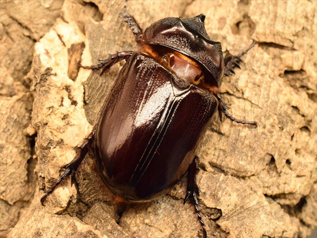 【新成虫】ケンタウルスミツノカブト58mmペア