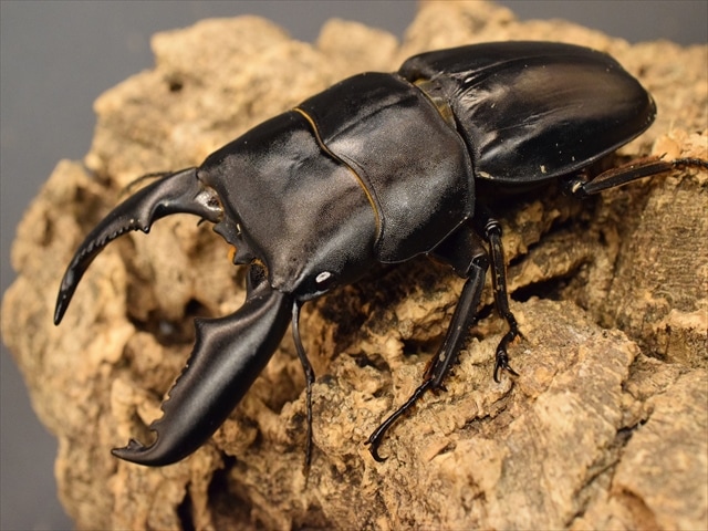 スマトラヒラタ 103mm 大型血統 新成虫トリオ スマトラオオヒラタ スマトラヒラタ 103mm 大型血統 新成虫トリオ スマトラオオヒラタ