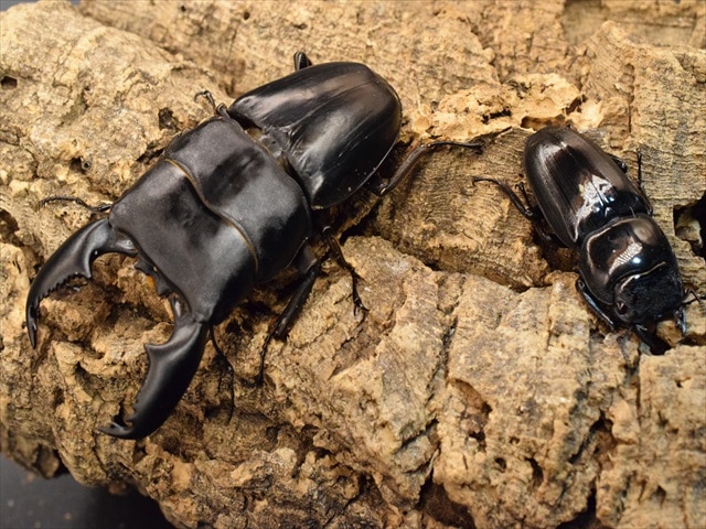 スマトラオオヒラタ(大型系)98mmペア