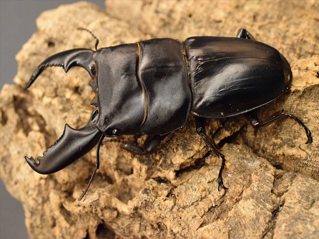 新成虫】スマトラオオヒラタクワガタ93mmペア | すべての商品 | 極