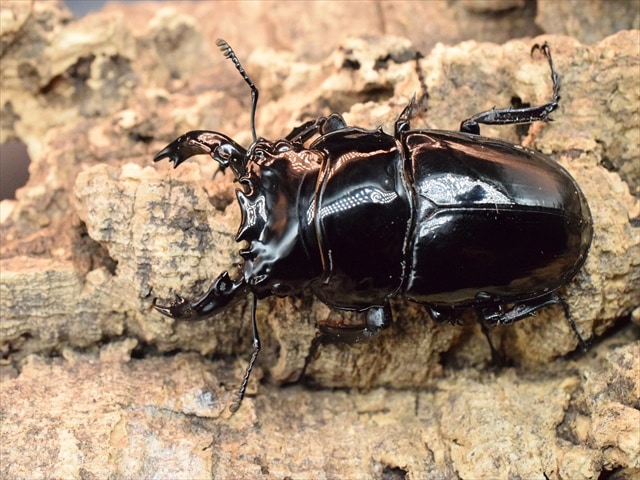 新成虫】レギウスオオツヤクワガタ♂66mm | 外国産クワガタ 成虫 | 極