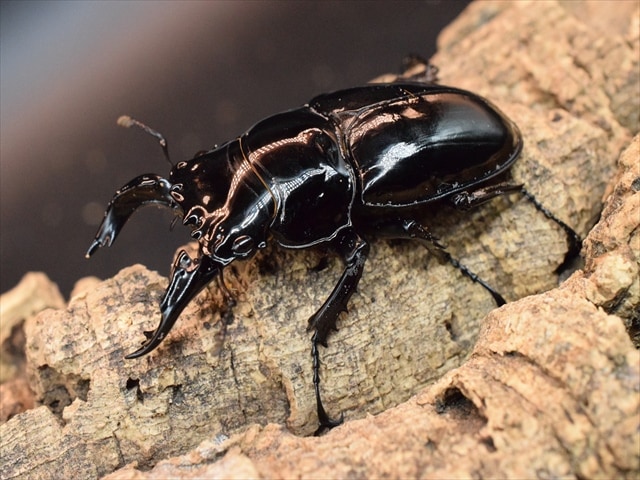 【新成虫】レギウスオオツヤクワガタ♂66mm